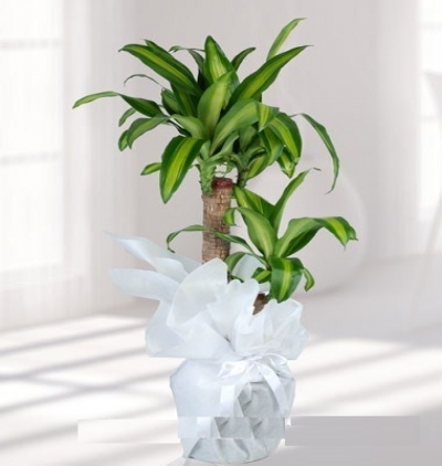İkili beyaz orkide Çiçeği & Ürünü Dracena Massengena 2 li 